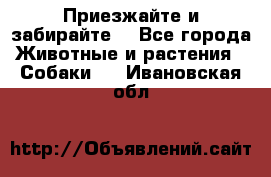 Приезжайте и забирайте. - Все города Животные и растения » Собаки   . Ивановская обл.